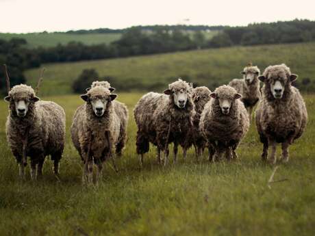Exposition "Revenons à nos moutons"
