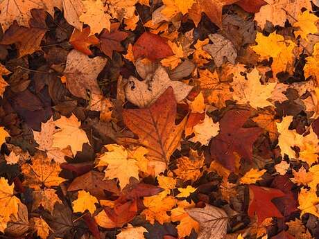 6ème Automnales de Meyssac - de fil en fil