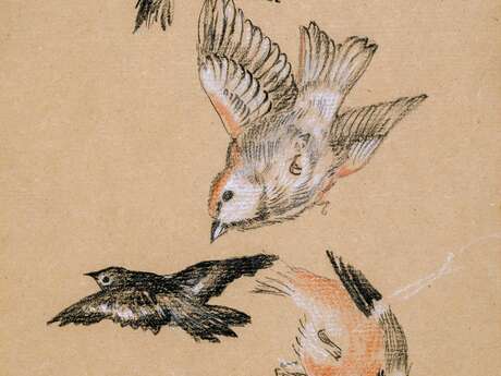 Rendez-vous au jardin : découverte des chants d'oiseaux