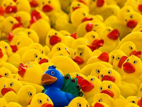 Téléthon 2025 : Course de canards sur la Dordogne