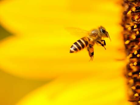 Fête de l'abeille "Apifolies"