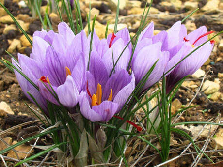 La Safranerie du Quercy