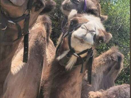Fermes en fête au Camel Ranch