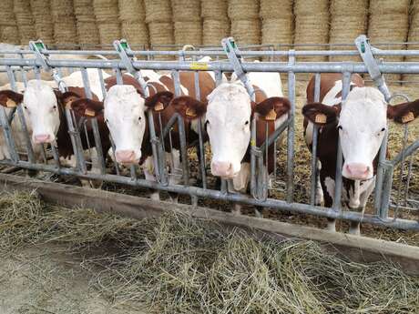 Eté à la ferme: repas et visite de la ferme de la Bouriote