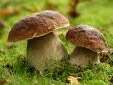 "Autour des champignons" aux Jardins de Sothys