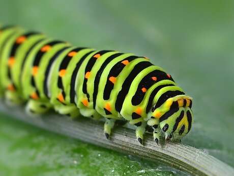 Atelier-goûter "Découverte des chenilles et papillons" au Jardin Bourian