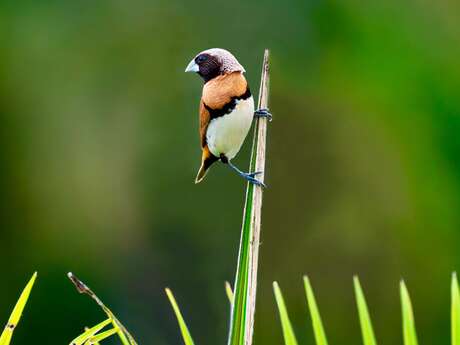 Initiation aux chants d'oiseaux, à la réserve de biodiversité d'Argentat
