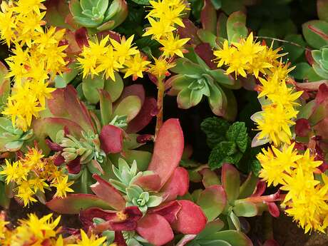 Les Mercredis du Nuage - Naja Bendix