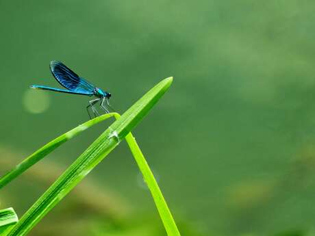 Ateliers-découverte : La petite faune du site des Cascades de Murel