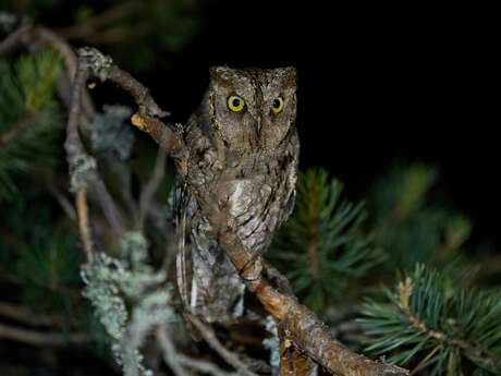 Hibou rando