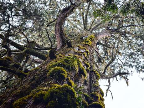 Exposition-Jeu : "Arborescence''