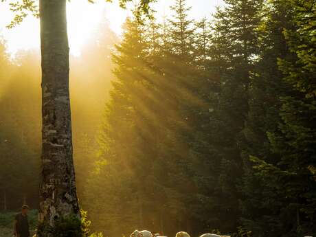 Conférence sur le pastoralisme