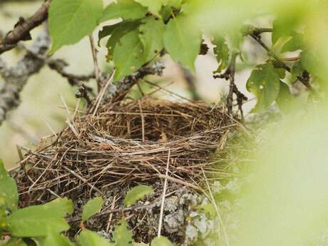 Exposition "Faire son nid"