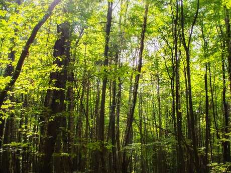 Sortie nature "Une belle forêt corrézienne"