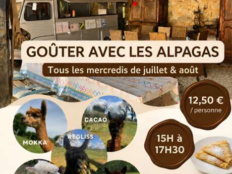 Goûter avec les alpagas