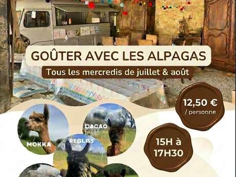 Goûter avec les alpagas