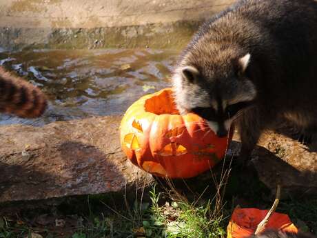 Grande journée d'Halloween au Parc Animalier