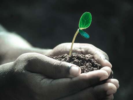 Vide-greniers et bourse aux  plantes