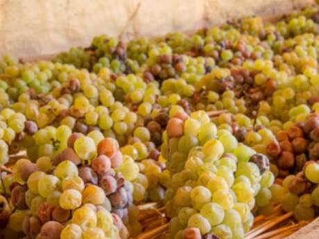 Domaine Champs du Cellier