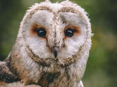 Hibou-Rando de Monceaux-sur-Dordogne