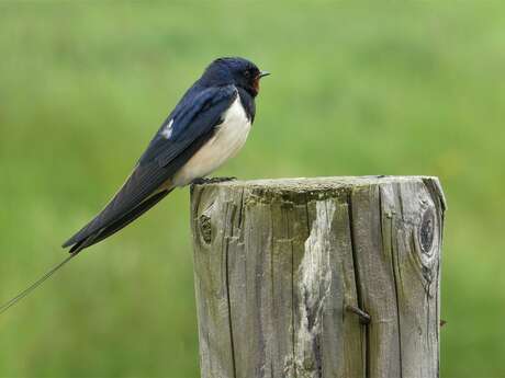 Sortie nature "Entre hirondelles et martinets"