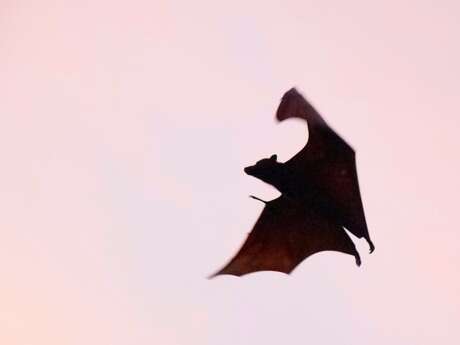 Halloween aux Tours de Merle : Atelier enfant: Confectionne ta chauve-souris d'Halloween