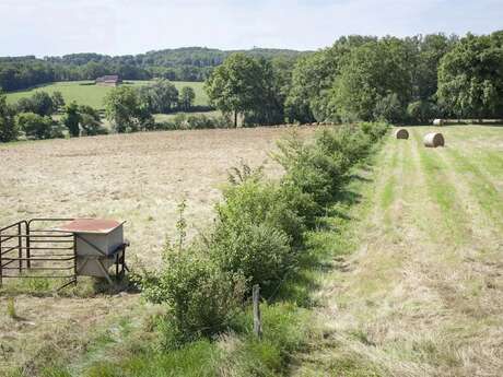 Des arbres et des champs, agroforesterie, visite de terrain à Reyrevignes
