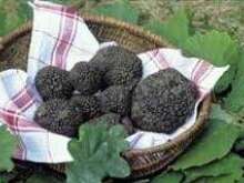"Le Truffadou" et la truffe