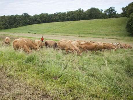 Plantes et Cie : le pâturage régénératif à Saint-Cirgues