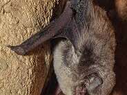 La p'tite rhinolophe : balade contée crépusculaire sur les chauves-souris