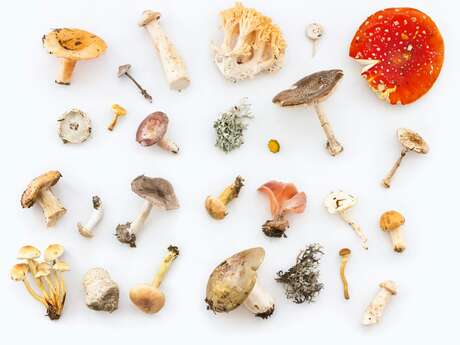 Dans le cadre des rencontres Plantes et cie : Le monde des champignons