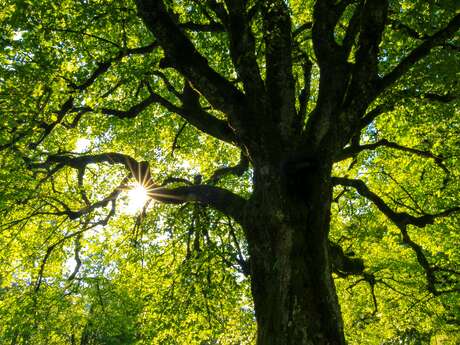 L'arbre qui cache la forêt, Réserve départementale de biodiversité
