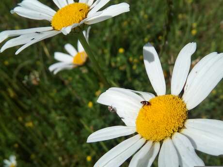 Découverte, récolte, cuisine et dégustation de plantes sauvages