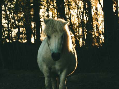 Rencontres Cultive Ta Science - médiation animale