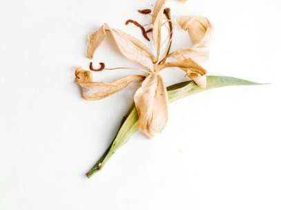 Festival de Rocamadour: Media Vita