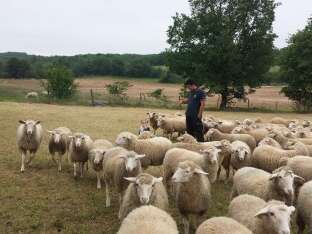 Les Quercynes