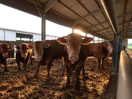 Foire primée aux veaux de lait à Beynat