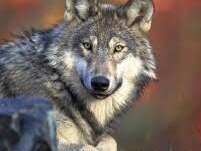 Au royaume des loups