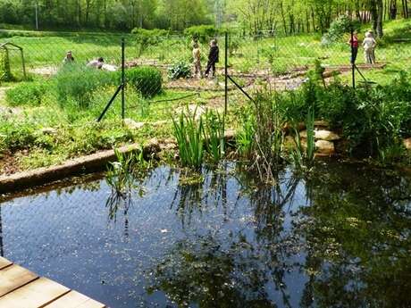 Comptage des habitants de la mare au Jardin Bourian
