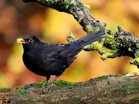 Découverte des Oiseaux
