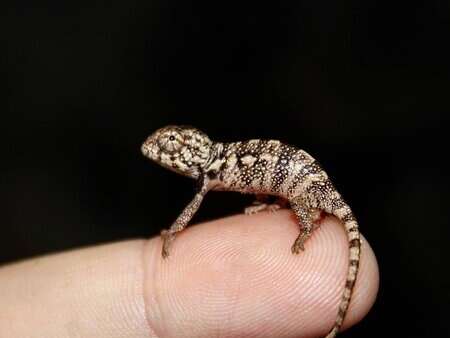 Nocturnes à Padiparc