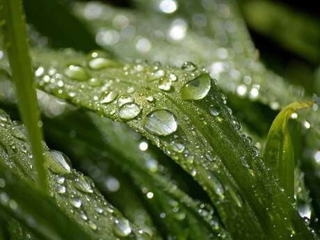 Faites des Jardins !