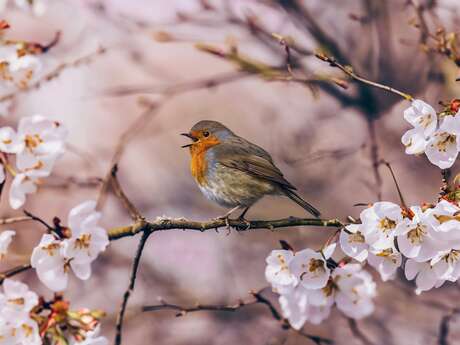 Moment musical de Printemps