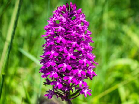 Sortie nature "A la recherche des orchidées sauvages"