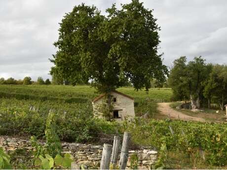 Domaine Laroque d'Antan