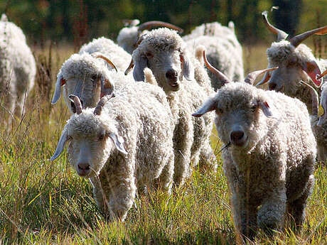 Ferme du Pech de l'Abeille - Elevage de chèvres Angora et d'Alpagas- Laine Mohair et Alpaga