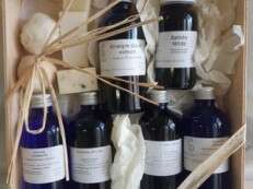 Eté à la Ferme: "Sempervivum", exploitation de plantes médicinales