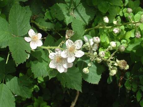 De ferme en ferme :  Pépinière Les Bois Nouzilles à Saint-Perdoux