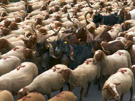 Transhumance Rocamadour-Luzech Exposition Natura 2000