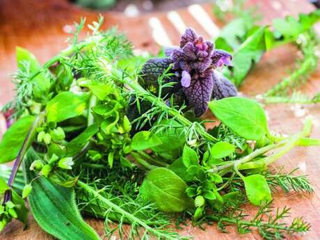 Initiation à la découverte des plantes sauvages